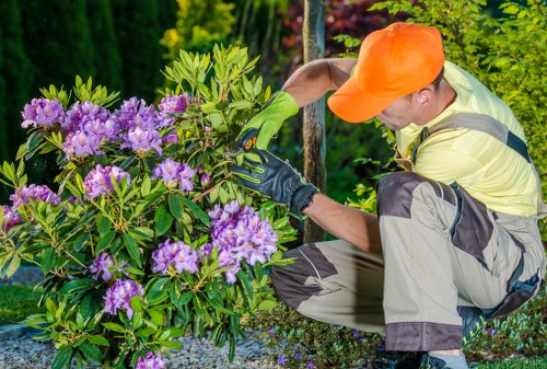 Tree surgeons in Pimlico providing careful urban tree care