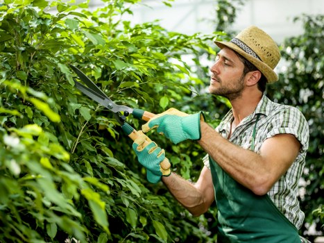 Local arborist working around tight access near Pimlico properties