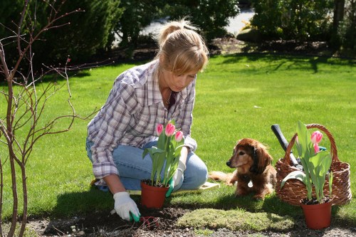 Professional tree surgeons in Pimlico planning safe arboricultural work