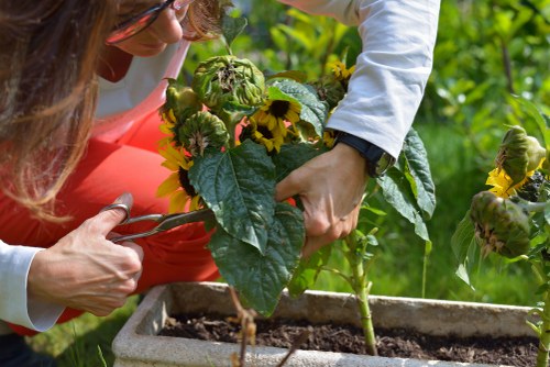 Professional hedge maintenance for a Pimlico courtyard garden